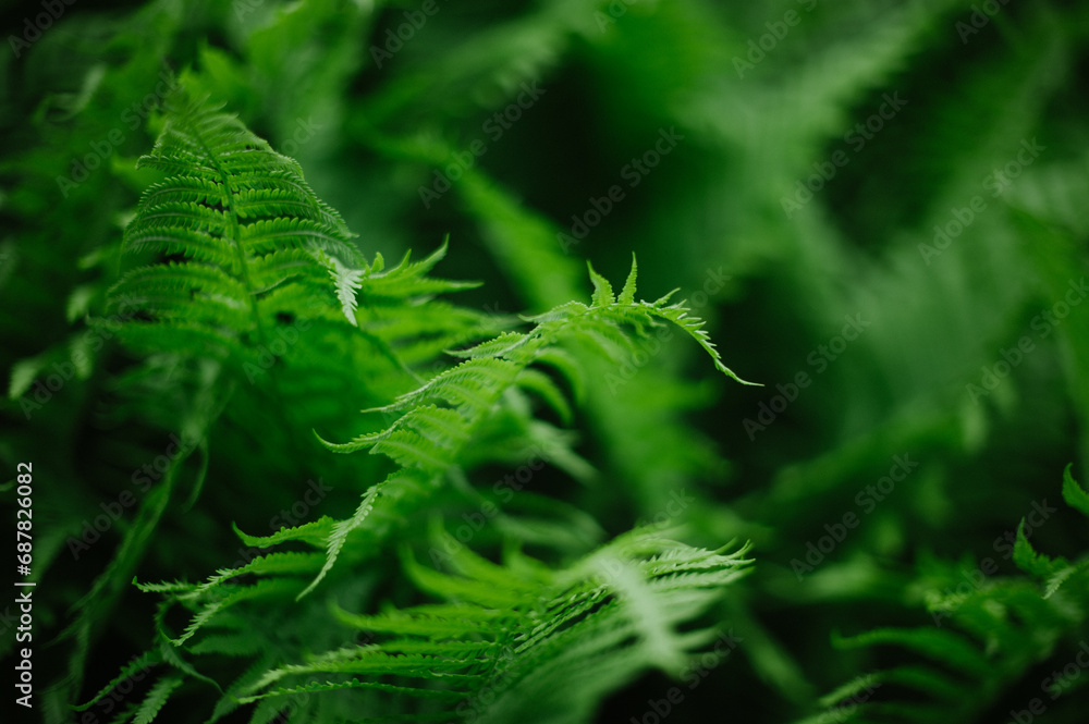 Wall mural fern leaves