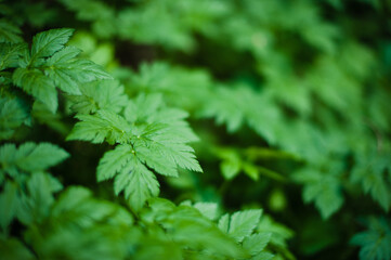 close up of green leaves