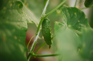 cucumber on the grass