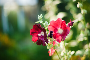 red flowers in the garden