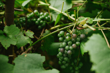 currant on the vine