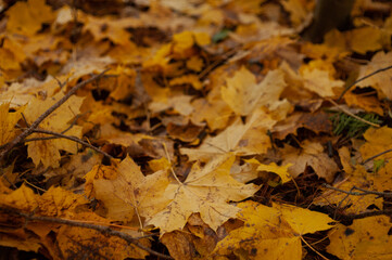 autumn leaves on the ground