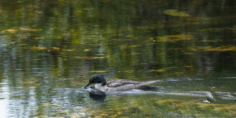 Brazilian merganser (Mergus octosetaceus) swimming in a river, Serra da Canastra National Park, Minas Gerais, Brazil