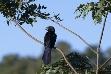 Smooth-billed Ani (Crotophaga ani) on a branch, Serra da Canastra National Park, Minas Gerais, Brazil