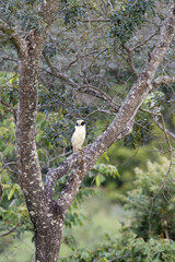 Laughing Falcon (Herpetotheres cachinnans), Serra da Canastra National Park, Minas Gerais, Brazil