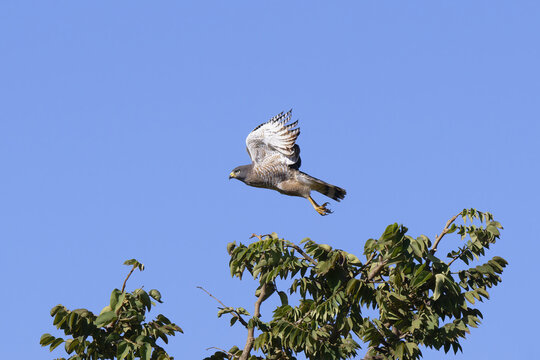 Flying Roadside Hawk (Rupornis magnirostris), Serra da Canastra National Park, Minas Gerais, Brazil