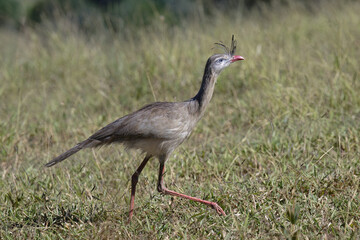 Red-legged Seriema or Crested Seriema (Cariama cristata) running over grass, Serra da Canastra National Park, Minas Gerais, Brazil
