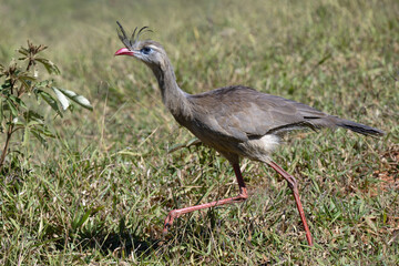 Red-legged Seriema or Crested Seriema (Cariama cristata) running over grass, Serra da Canastra National Park, Minas Gerais, Brazil
