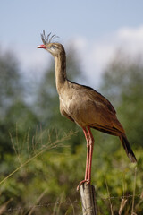 Red-legged Seriema or Crested Seriema (Cariama cristata) standing on a pole, Serra da Canastra National Park, Minas Gerais, Brazil
