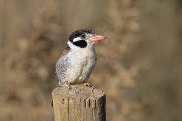 White-eared Puffbird (Nystalus chacuru) sitting on a pole, Serra da Canastra National Park, Minas Gerais, Brazil
