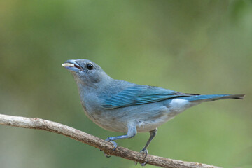 Palm Tanager (Thraupis palmarum), Serra da Canastra National Park, Minas Gerais, Brazil