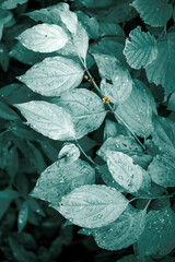 Rain drops on leaves with moody background 