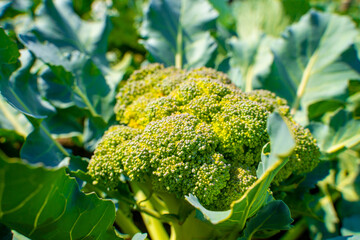 Fresh young broccoli on a plantation, close-up