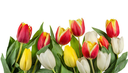 Red, yellow and white tulips isolated on transparent background. AI generated.