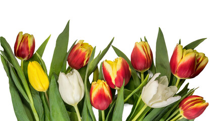Naklejka premium Red, yellow and white tulips isolated on transparent background. AI generated.
