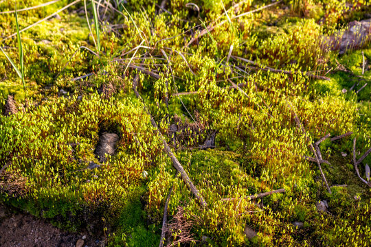 Carpet of lush green Bryopsida moss close up