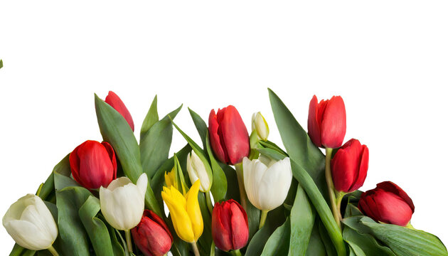 Red, yellow and white tulips isolated on transparent background. AI generated.
