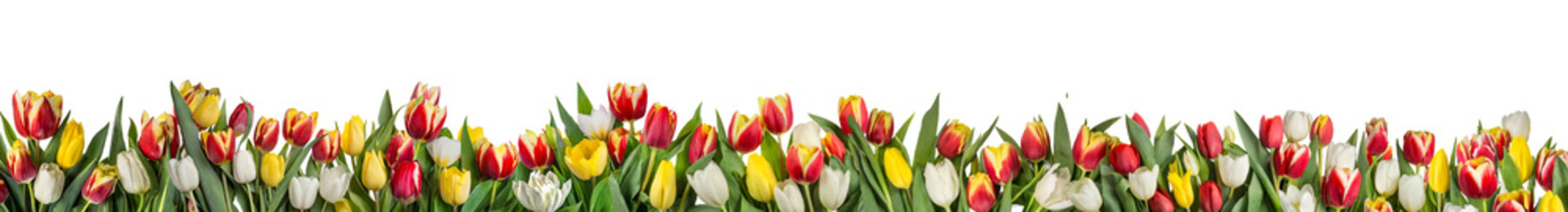 Red, yellow and white tulips banner isolated on transparent background. AI generated. - obrazy, fototapety, plakaty