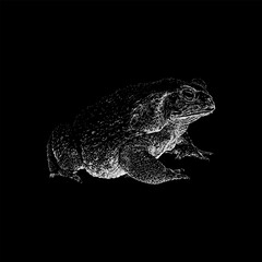 Marine Toad hand drawing vector isolated on black background.