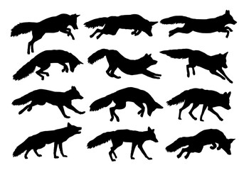 The set silhouettes of wild foxes.
