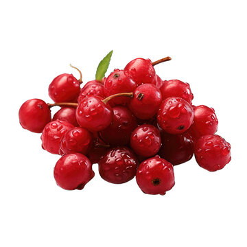 Barberry, wild forest red fruits. Fresh ripe beriberi's berries on branch with green leaves isolated on transparent background, vector realistic illustration