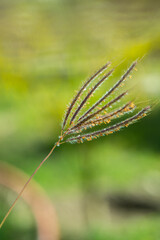 Mytic Dry small grass flower selective focused 