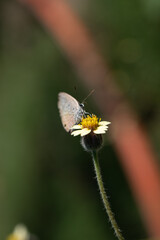 Chilades lajus, the lime blue, is a small butterfly found while pollinating wild flowers selective focused 