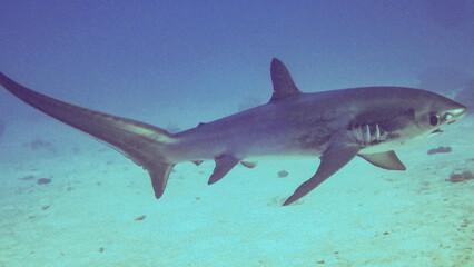 Sparking Eyes of Thresher Shark