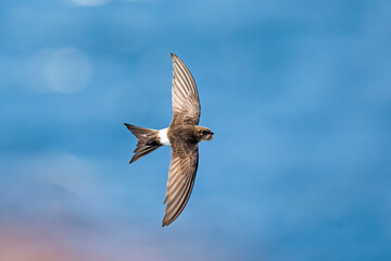 Obraz premium アマツバメ飛翔