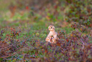 a medium-sized bird resting after migration, Eurasian Dotterel, Charadrius morinellus