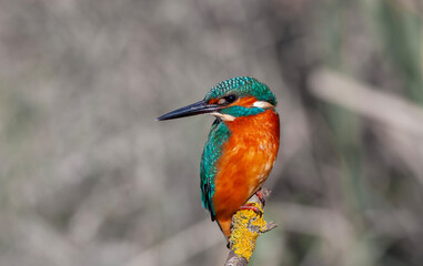 colorful bird spying on its prey on dry branch,Common Kingfisher, Alcedo atthis
