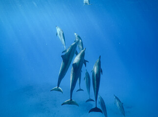 Obraz na płótnie Canvas Wild Hawaiian Spinner Dolphins in Clear Blue Water off Oahu 