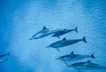 Wild Hawaiian Spinner Dolphins in Clear Blue Water off Oahu 