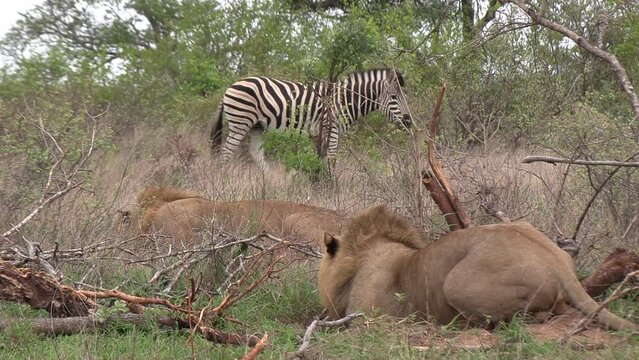 Young male lion crouched and hidden in the bush in stalking mode as zebra pass by.