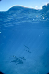 Wild Hawaiian Spinner Dolphins in Clear Blue Water off Oahu 