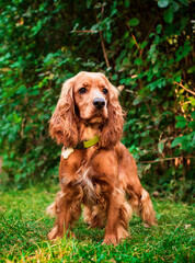 The English cocker spaniel dog stands on the background of the park. The dog has long and fluffy fur. Portrait. Walking and attention training. Hunter. The photo is blurred.