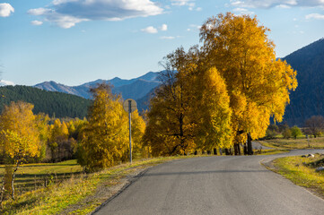 Autumn in Altay mountains