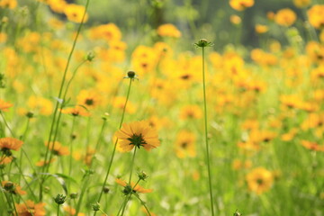 field of flowers