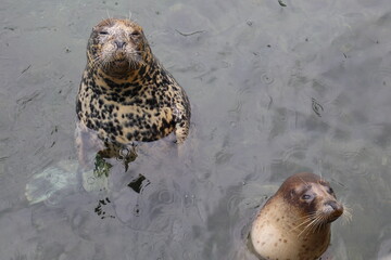 アザラシ © coco