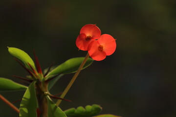 Euphorbia milii, the crown of thorns, Christ plant  is a species of flowering plant in the spurge family Euphorbiaceae, native to Madagascar