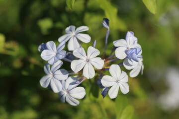 Plumbago auriculata is a species of flowering plant in the family Plumbaginaceae, native to South...