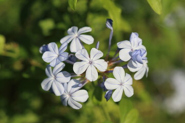 Plumbago auriculata is a species of flowering plant in the family Plumbaginaceae, native to South Africa and Mozambique