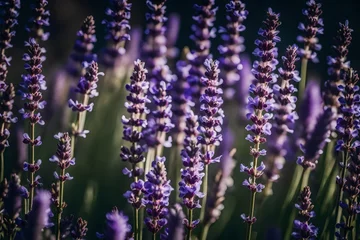 Fototapeten lavender flowers in the garden © HUSNA