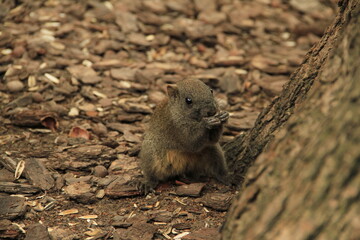 chipmunk on the ground