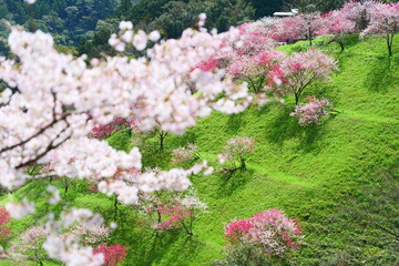 引地橋の花桃。仁淀川、高知、日本。３月下旬。