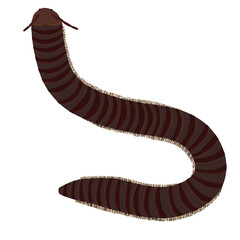 millipede
