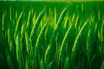 Rolgordijnen green grass background © HUSNA