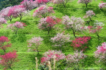引地橋の花桃。仁淀川、高知、日本。３月下旬。