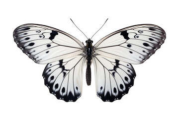 Graceful Butterfly Elegance on transparent background PNG