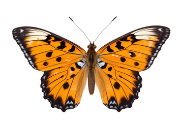 Delicate Butterfly Close-Up on transparent background PNG
